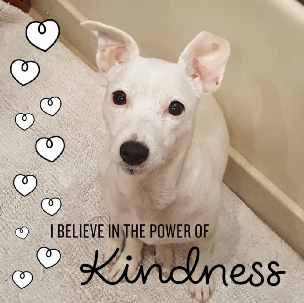 I Believe in the Power of Kindness